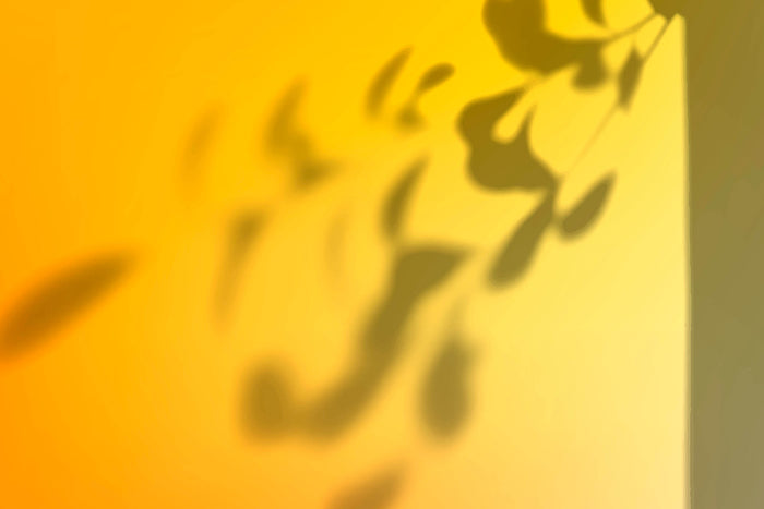 Inhaltsstoffe der CP Skin Supplements für die tägliche Hautroutine